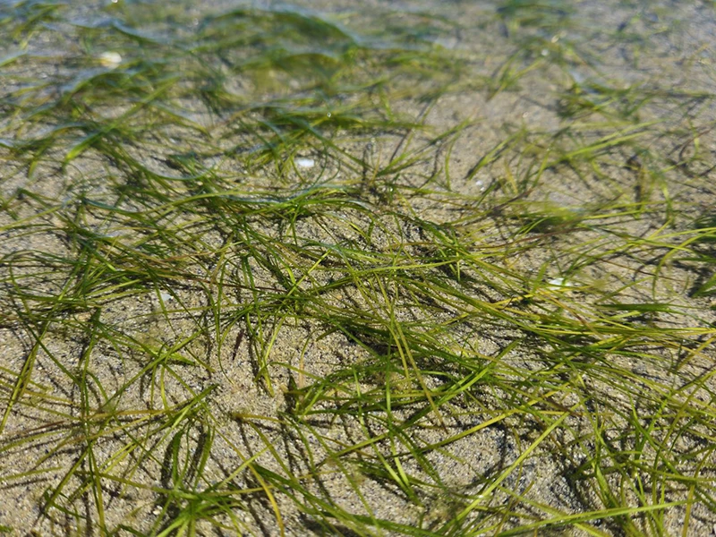 Des chercheurs nantais contribuent à restaurer la Nature